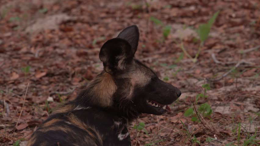 African wild dog, Lycaon pictus, detail portrait open muzzle, Chobe NP in Botswana. Dangerous spotted animal with big ears. Hunting painted dog on African safari. Wildlife scene from nature.