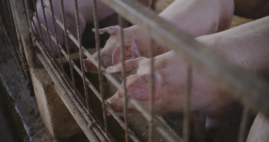 Domestic swine graze freely in a pasture as part of the pork industry.