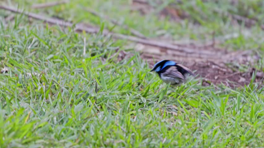4k video, Superb fairywren bird, Malurus cyaneus, male blue breeding plumage, green grass ground, isolated single close closeup detail, color colour, native Australian wren