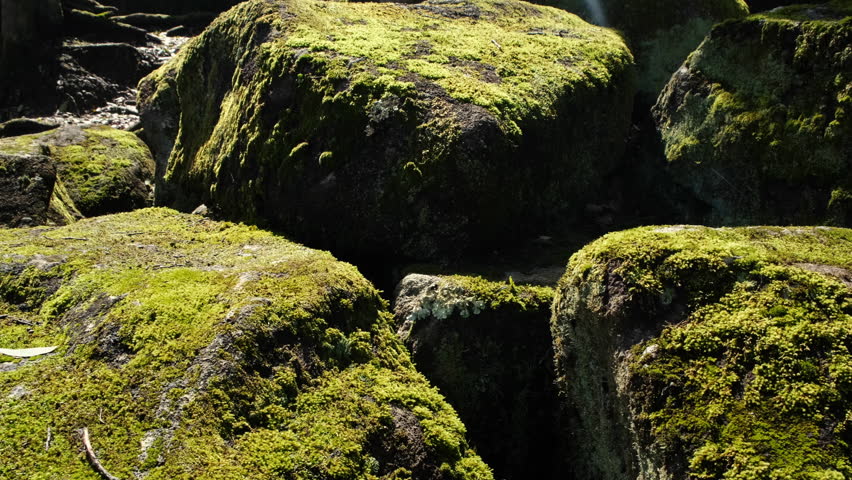 Beautiful Bright Green moss grown up cover the rough stones and on the floor in the forest. Show with macro view.