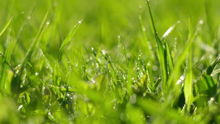 Juicy bright green grass in sunlight. Close up. Lawn background. Texture of new grass growing in field. Meadow on warm sunset or sunrise time. Tranquil nature scene. Golden hour. Greenery, dew drops