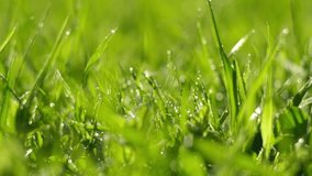 Juicy bright green grass in sunlight. Close up. Lawn background. Texture of new grass growing in field. Meadow on warm sunset or sunrise time. Tranquil nature scene. Golden hour. Greenery, dew drops - Powered by Shutterstock - Get 15% off with code: PIKWIZARD15