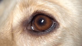 Close-Up of a Golden Dog's Eye Wide Open - Powered by Shutterstock - Get 15% off with code: PIKWIZARD15