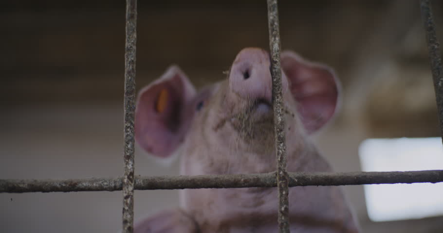 Swine graze in a natural habitat on a farm for the pork market industry.