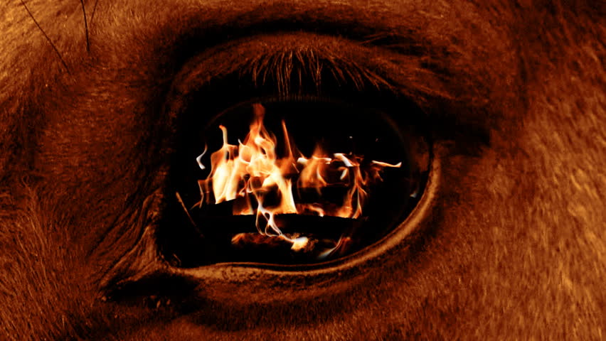 The fire is burning in the eye of a terrible beast