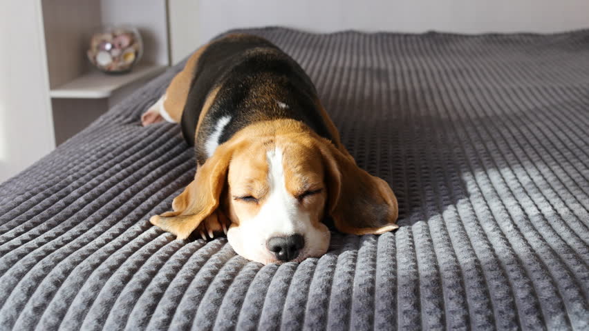 A cute beagle dog sleeps on a bed on a gray blanket.
