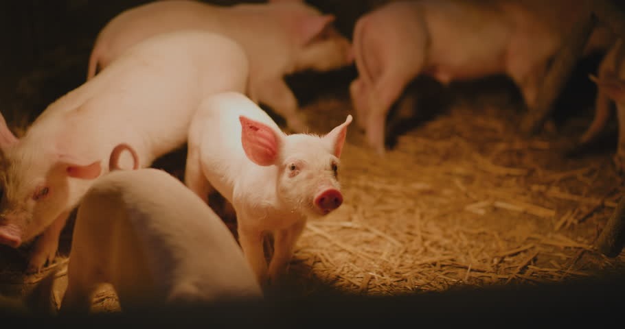A herd of pigs raised on a farm for meat production and pork processing.