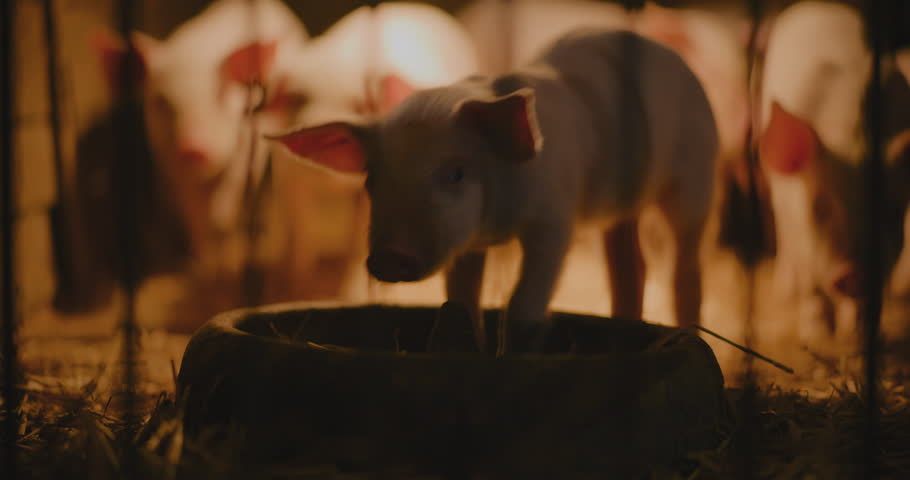 Livestock pigs are kept in an enclosure on a farm for meat production.