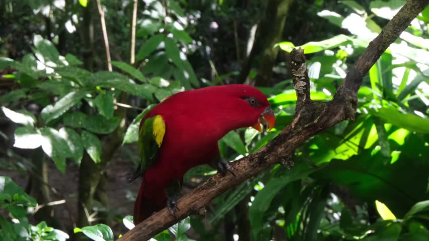 Vibrant Red Lory Parrot in Natural Setting, Tropical Bird