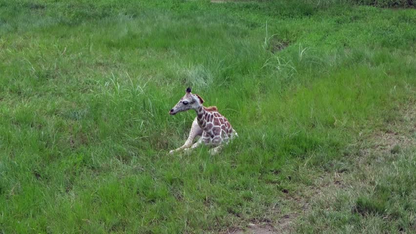 Young Giraffe in Natural Habitat, Resting in Green Grassland