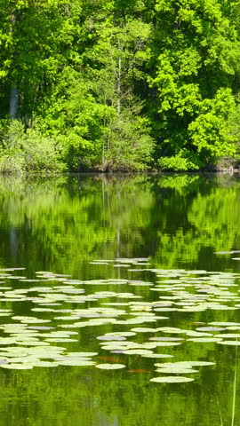 Summer lake in forest landscape. Vertical video