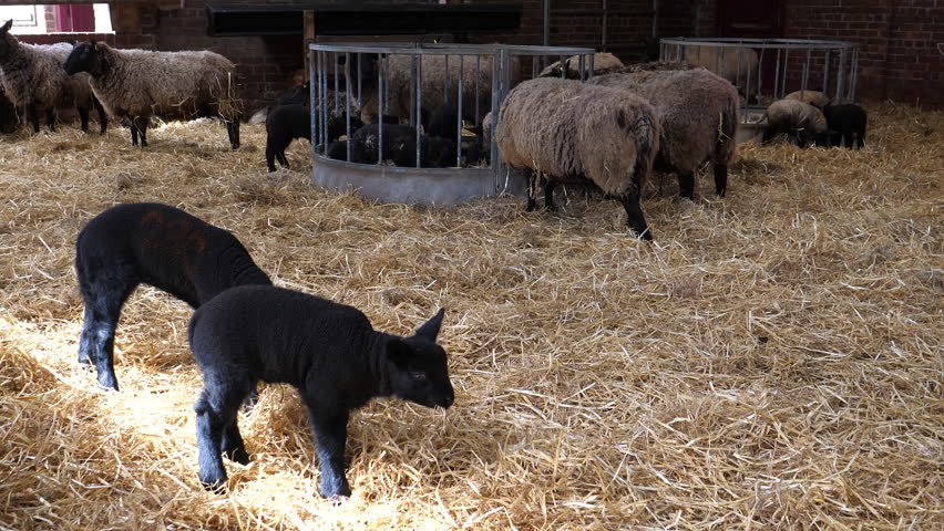 Sheep and lambs eating straw bedding inside of farm building.