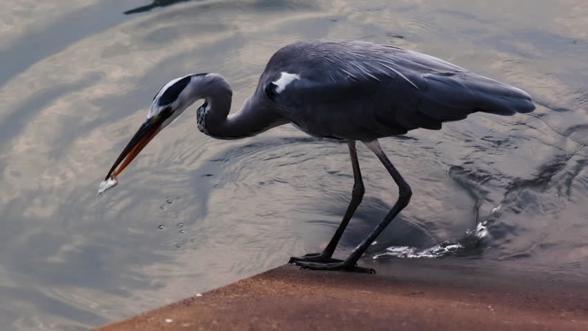 Close up a grey heron hunting in the sea.