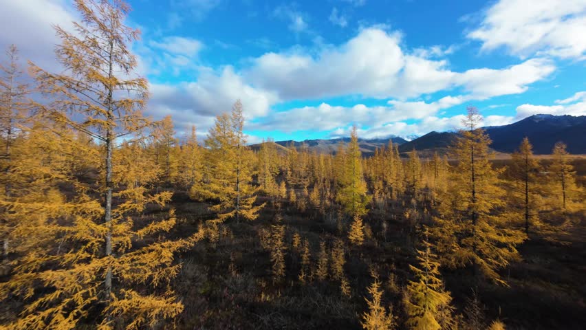 Experience breathtaking views of golden larch forests framed by majestic mountains. The vibrant colors of autumn create a picturesque panorama in this serene wilderness.