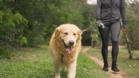 Golden Retriever happily walking with owner on a dirt path in a peaceful park. Woman in athletic wear holding the leash as her dog enjoys an outdoor wellness walk. - Powered by Shutterstock - Get 15% off with code: PIKWIZARD15
