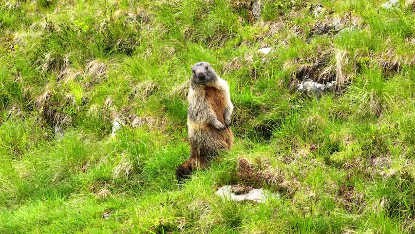 Close-up of a groundhog in grassy field near Kaprun, looking alert with vibrant green surroundings, centered animal behavior as it dissapears