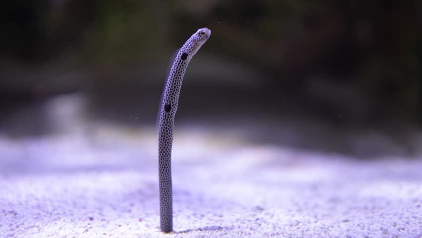 Close up of garden eel  worm fish sticking in the ground and moving up and down