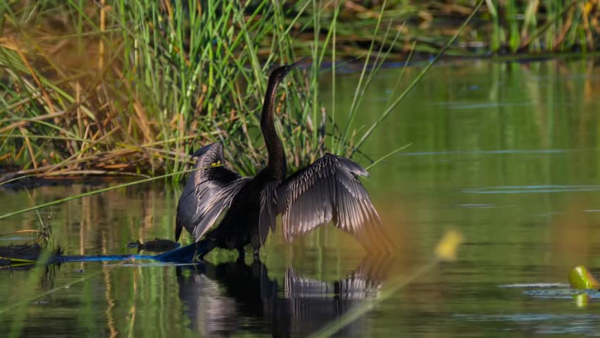 Anhinga Standing In Water Resting Itself