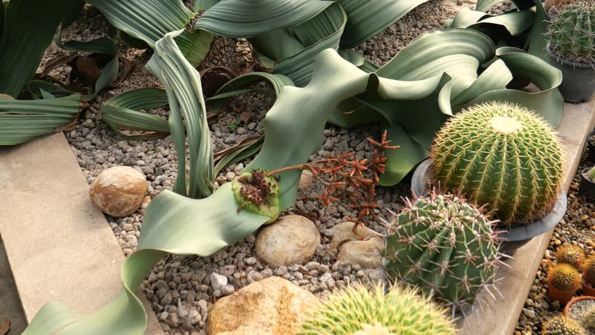 Desert plants of Welwitschia mirabilis and barrel cactus