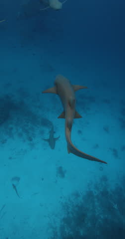 Nurse sharks swims underwater in transparent blue ocean. Vertical footage