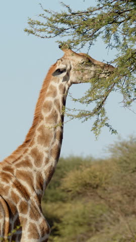Giraffe eating in early morning light. Close up shot of giraffe head Feeding Giraffe With Brunches And Green Leaves. Amazing scene on safari watching wild animals. Concept of wildlife, nature, africa.
