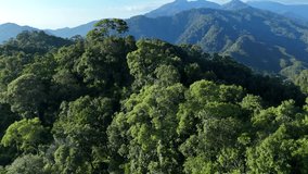 Aerial drone shot over primary Jungle tropical rain forest in Nan, Thailand. Aerial view, moving over a rainforest tree canopy in a slow pace beautiful green nature background of a tropical forest.	 - Powered by Shutterstock - Get 15% off with code: PIKWIZARD15