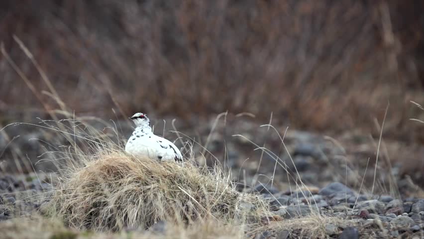 Alpine ptarmigan on its nest, in the mountains by a stream. The male blinks and turns its head. Filmed in winter under a cloudy sky.