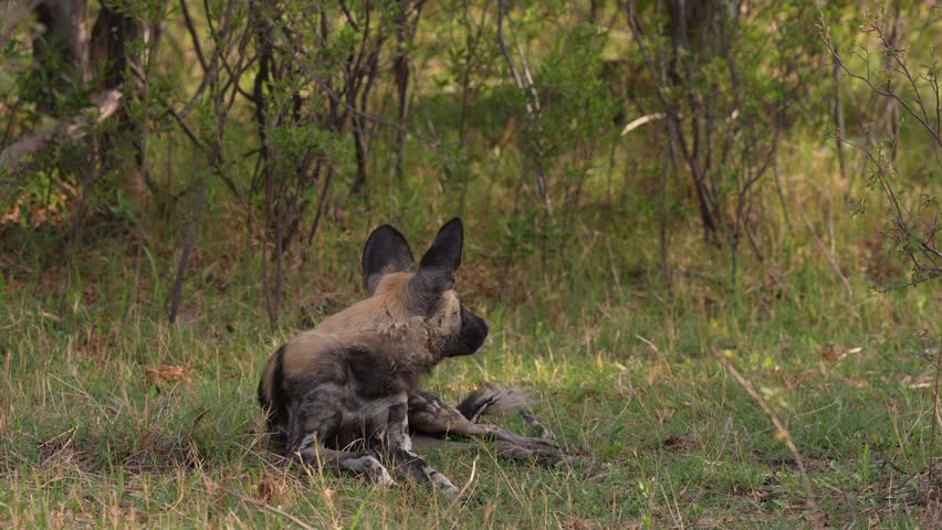 African wild dog, Lycaon pictus, detail portrait open muzzle, Moremi, Botswana in Africa. Dangerous spotted animal with big ears. Hunting painted dog on African safari. Wildlife scene from nature.