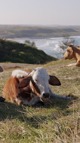 Dairy Cows grazing on green grass in autumn at sunny day on rocky hills near the ocean in South Africa, Wild coast. Picturesque landscape. nature rural scenery. Mammal animals, catle breeding.