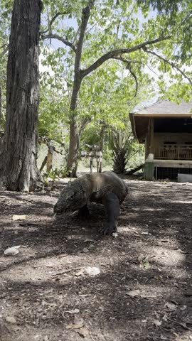 Close-up footage of a Komodo dragon walking steadily toward the camera on Komodo Island, Indonesia. Captures the majesty and power of this iconic and endangered species in its natural habitat.