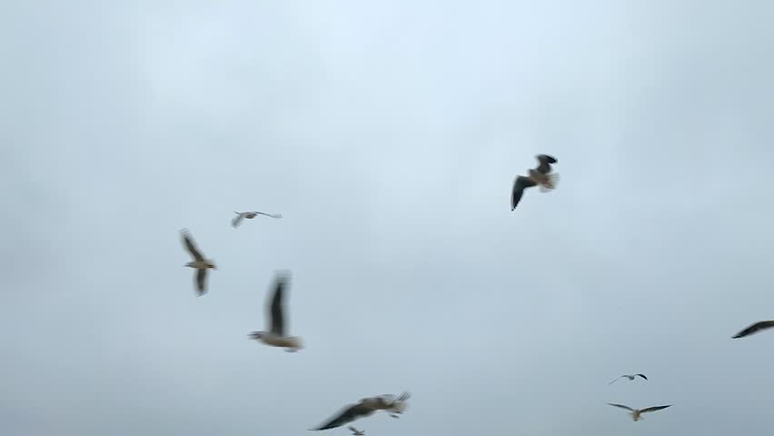 Seagulls flying in the sky. Many white sea gulls flying in the sky in cloudy weather. Flock of birds. Bottom view