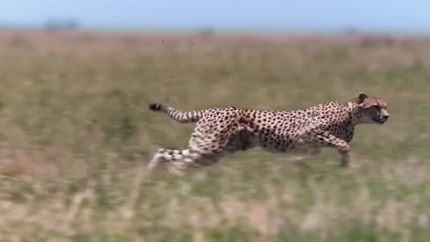Epic Footage of Cheetah Running Top Speed Slow Motion