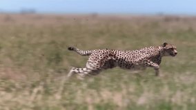 Epic Footage of Cheetah Running Top Speed Slow Motion - Powered by Shutterstock - Get 15% off with code: PIKWIZARD15