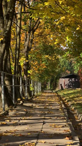 Pathway covered with autumn leaves surrounded by vibrant yellow and green trees, leading to a wooden structure under dappled sunlight. Vertical video
