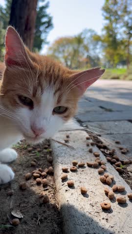 cat eating food in the park