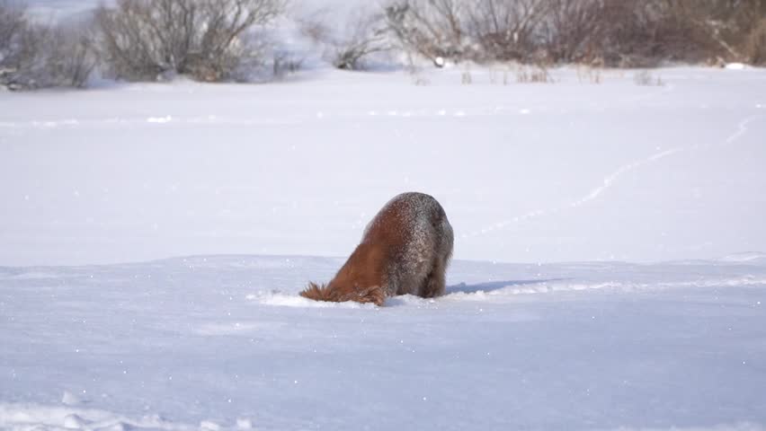 Two dogs playing in the snow in winter with a ball