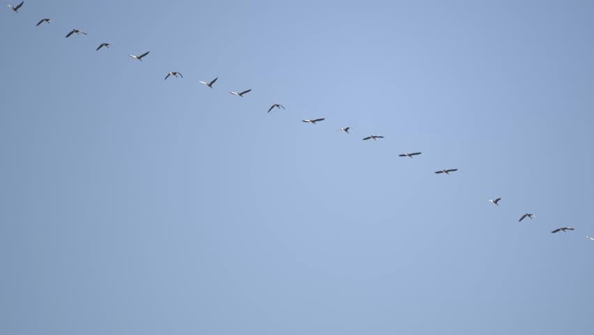 Ukraine, winter, geese flying in a row, birds, birds flying for the winter