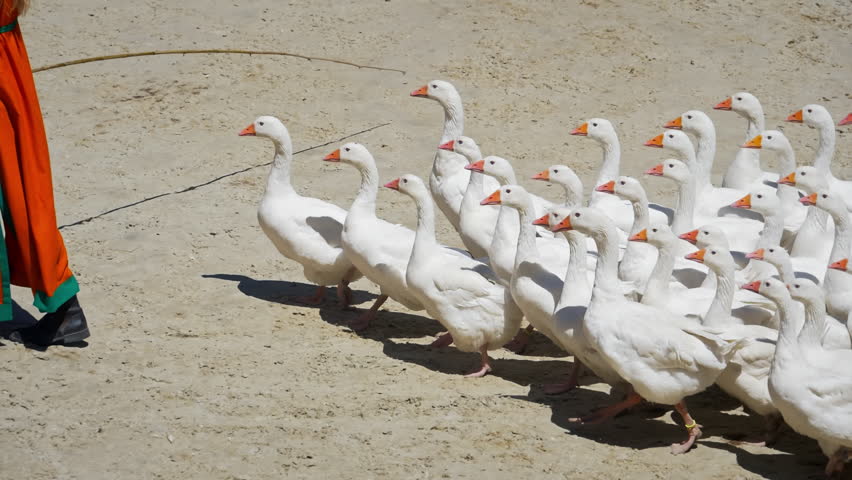 Group of white geese rests on a farm, huddling together in a tranquil setting. The geese lie and stand among the grass and dirt, basking in the warmth of a sunny autumn day