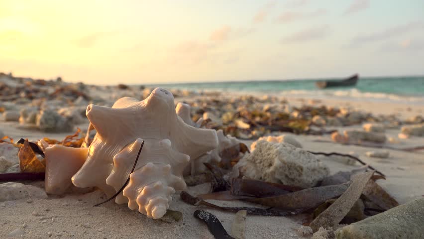 A conch shell on a tropical beach in the foreground with a bird flying off a boat in the background at sunset