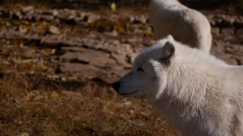 White wolf stands tall in an autumn field surrounded by golden grass, exuding a sense of alertness and majesty. Highlights seasonal wildlife beauty and predator instincts.