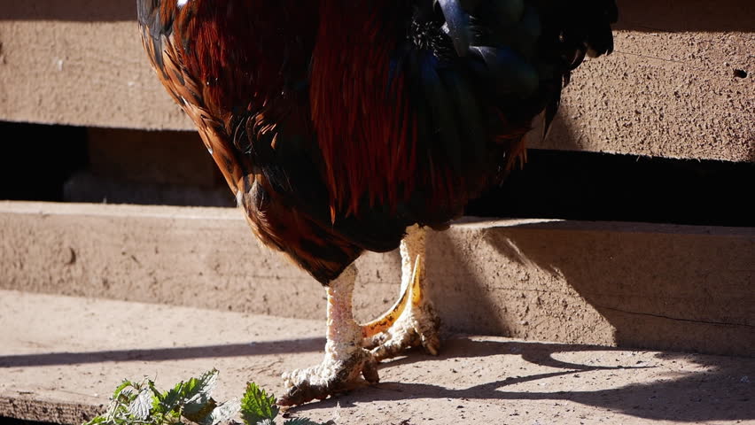 Rooster standing in wooden barnyard with striking plumage and rustic setting. Highlights traditional farm life and poultry beauty.