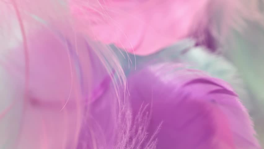Feathers surface.Feathers wallpaper in pink, purple and mint delicate colors. Beautiful fluffy soft background in pastel shades. 4k footage