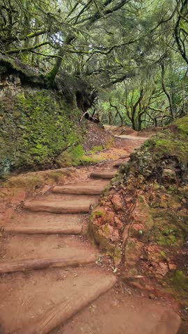 Camera moving forward along a trail featuring wooden stairs in a mysterious, enchanting forest setting