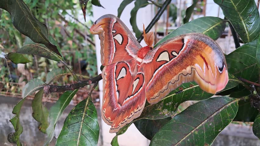 Atlas butterfly (Attacus atlas) on mango leaf. Beautiful insects in nature. Atlas Moth