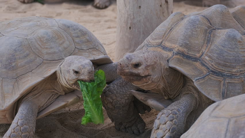 Giant tortoises eating leaves. Big tortoise fights and takes food away off smaller tortoise