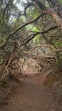 Winding dirt path meanders through a tunnel of twisted branches and lush foliage, creating a serene and enchanting atmosphere. Tenerife, Spain. - Powered by Shutterstock - Get 15% off with code: PIKWIZARD15