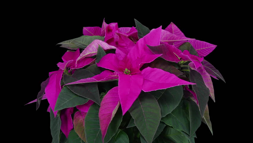 Time lapse of growing red poinsettia Christmas flower