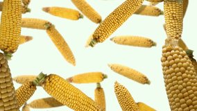 Fresh corn on white background falling down. Seamless looping slow motion 4k video. - Powered by Shutterstock - Get 15% off with code: PIKWIZARD15