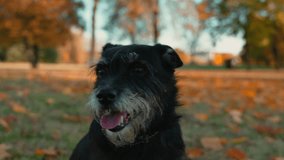 Pretty black dog friend sitting on the grass looking around. Black puppy dog enjoying nature. Domestic pet walking outdoors. Jagdterrier yawning  - Powered by Shutterstock - Get 15% off with code: PIKWIZARD15