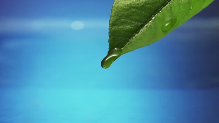 Leaf with drop of rain water causing ripple with blue background